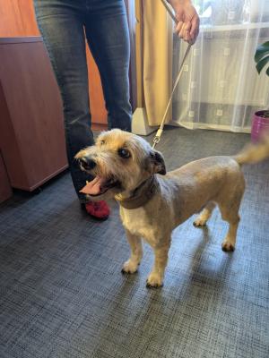 Hledá se nový domov pro Míšu